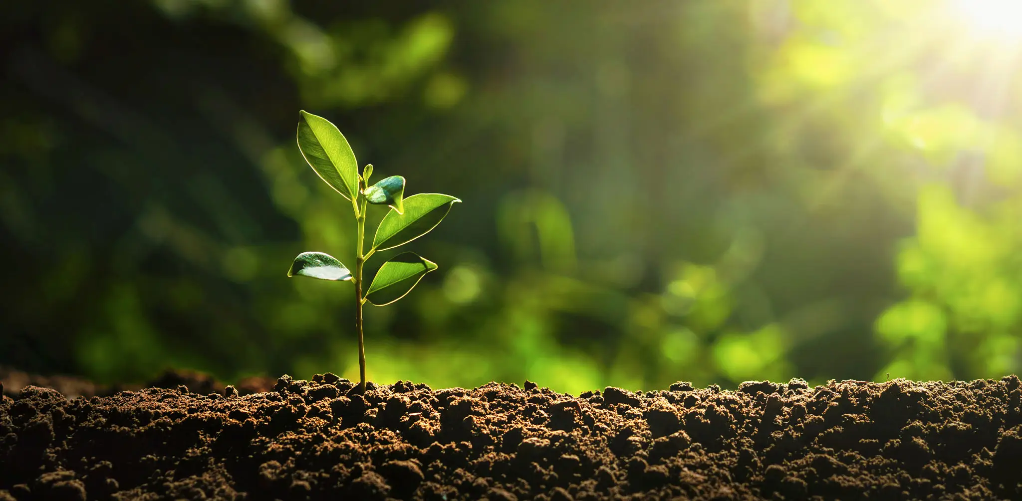 Young green seedling sprouting from soil at sunrise